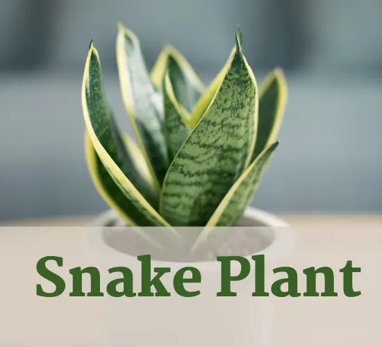 Revive Your Leaning Snake Plant Quick Tips Leafbud Org