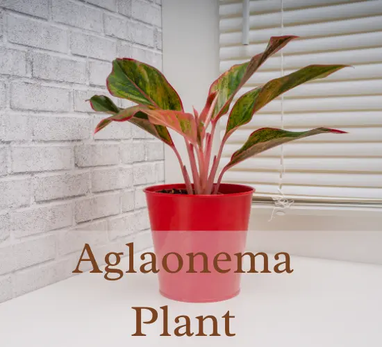 Aglaonema Plant in Red Pot