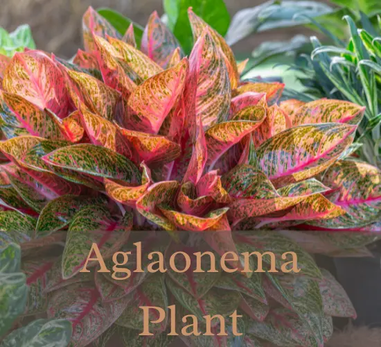aglaonema plants