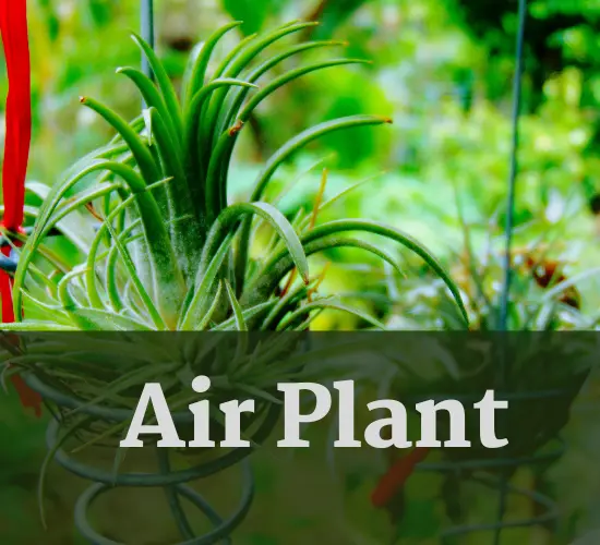 air plant rotting