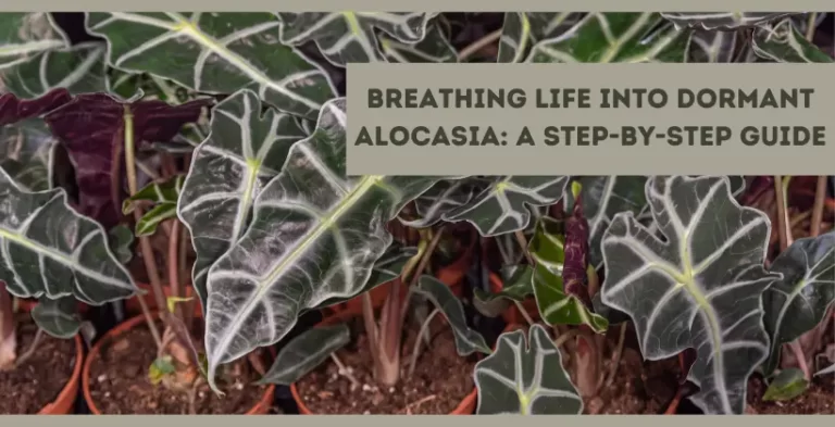 dormant alocasia