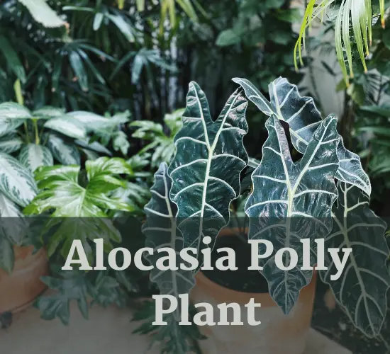 Alocasia Polly leaves turning yellow