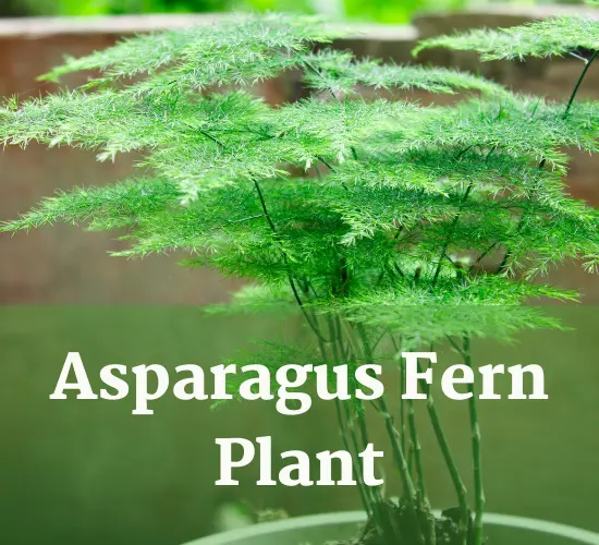 Asparagus fern plant,my Asparagus fern is turning yellow