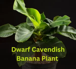 dwarf banana plant indoors