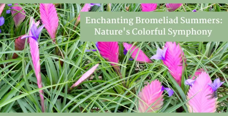 bromeliad summer Plants