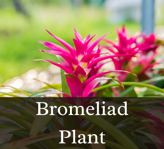Pink Bromeliad Flower bromeliad turning yellow