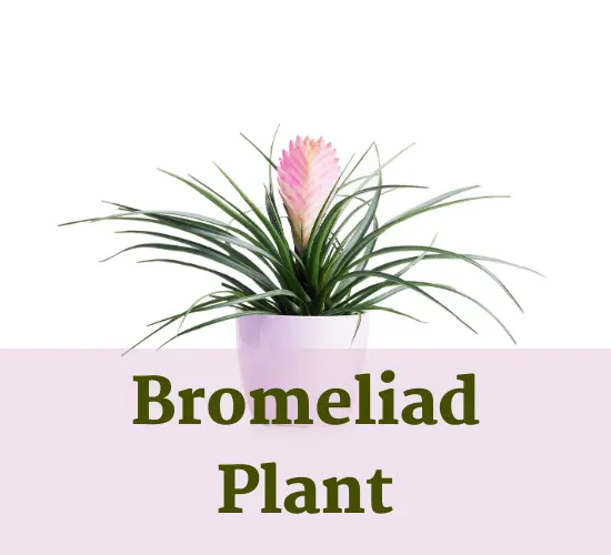 Beautiful Bromeliad Plant in white pot, Bromeliad summer Plant in white pot