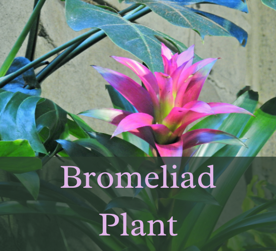 Pink Bromeliad Flower ,bromeliad turning yellow