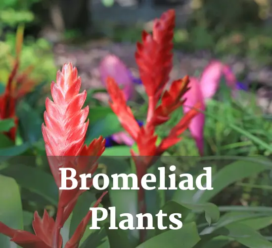 Bromeliad plants ,Bromeliad summer Plants