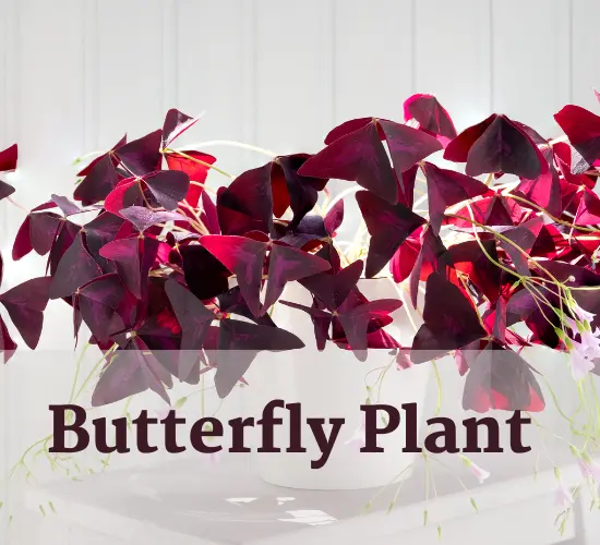 butterfly plant indoor