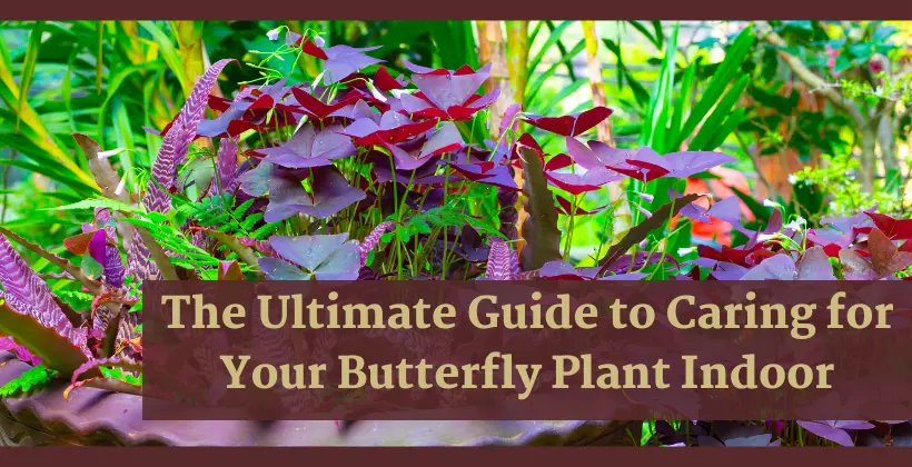 Butterfly Plant Indoor: A Complete Guide to Growing and Caring for Your ...