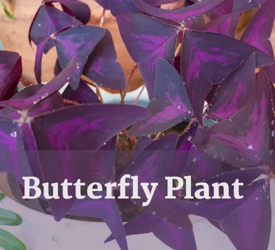 butterfly plant indoor