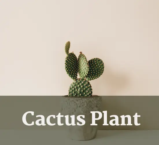 Beautiful Cactus Plant in pot ,Cactus wrinkled 