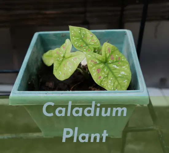 care of caladiums in pot