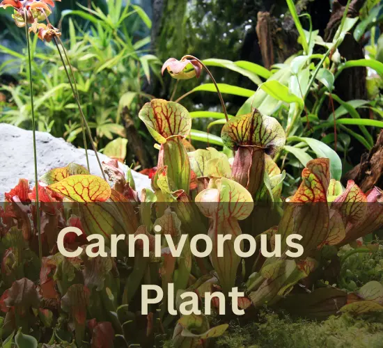 Carnivorous Plants-mini pitcher plant care 