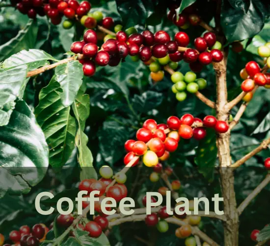 Coffee arabica,what is a coffee plant