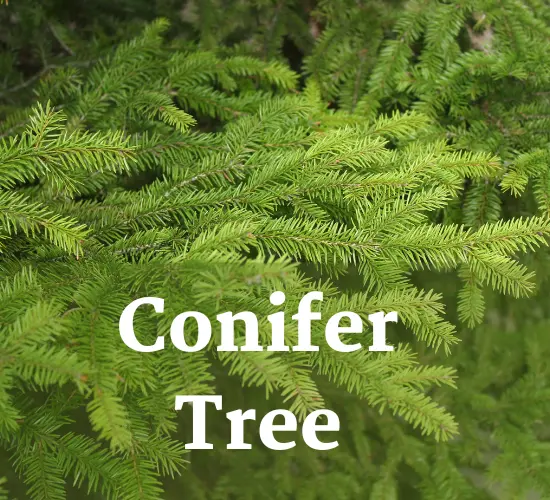 Conifer drooping branches tree leaves