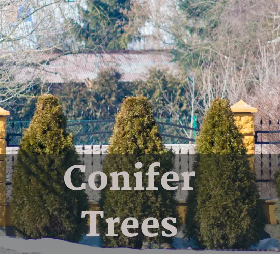 Conifer drooping branches trees