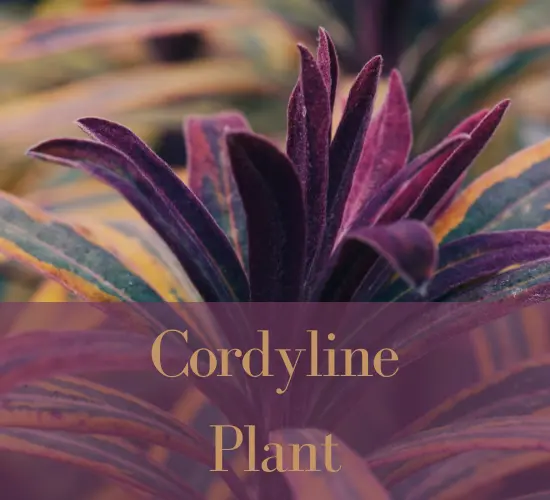 cordyline leaves browning plant