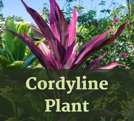 Beautiful Cordyline plant ,how to care for cordyline plant