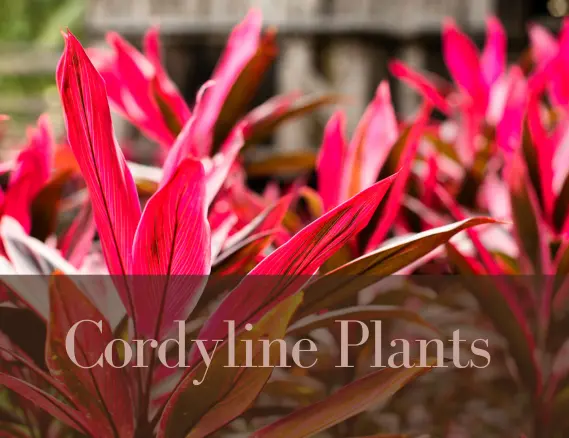 Cordyline plants, how to care for Cordyline plant