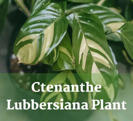 ctenanthe lubbersiana care