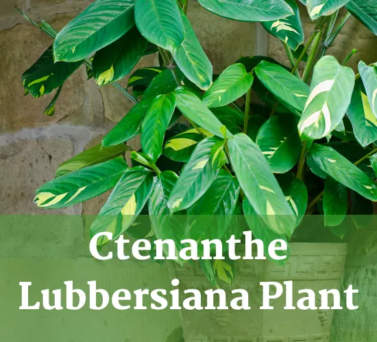 Mastering Ctenanthe Lubbersiana Care: Tips For Thriving Prayer Plants ...