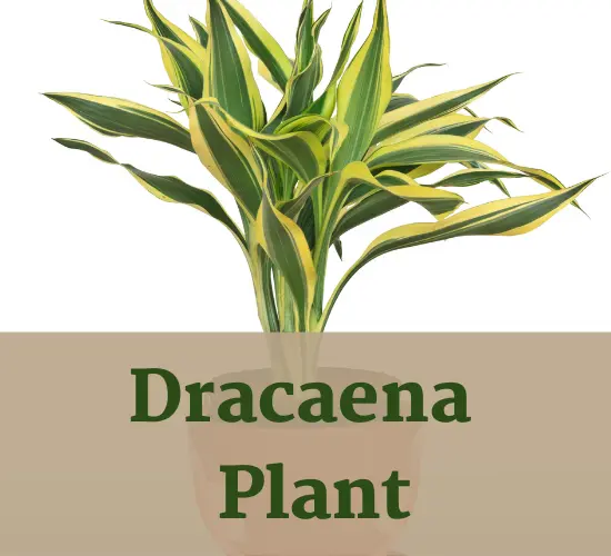 Dracaena plant, Dracaena care