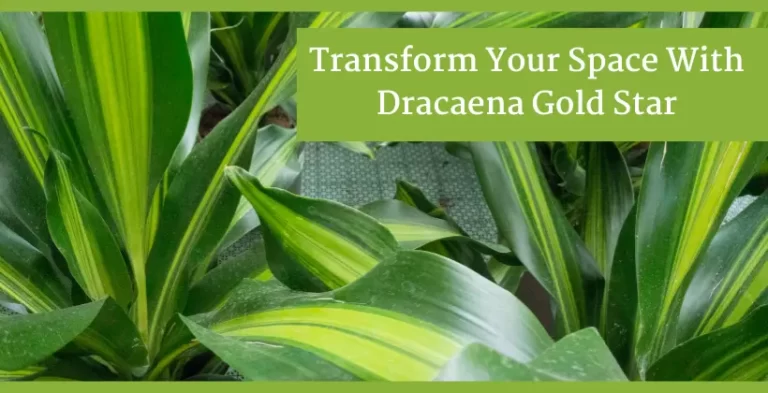 dracaena gold star plants