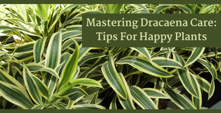 dracaena care