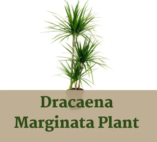 Dracaena Marginata plant, Dracaena care