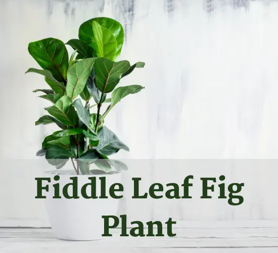 Potted Fiddle Leaf Fig plant