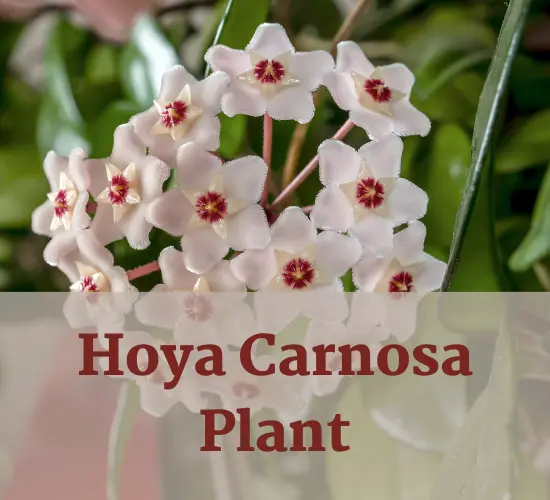 Beautiful flowers of Hoya Carnosa plant, Hoya wrinkled leaves