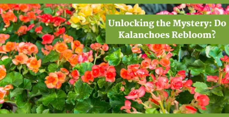 do kalanchoes rebloom