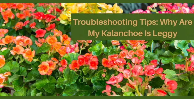 Troubleshooting Tips: Why Are My Kalanchoe Is Leggy - leafbud.org