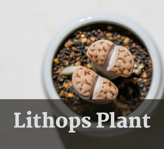 Lithops Plant in white pot, Lithops bloom 