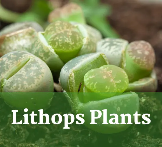 Beautiful Lithops plants,  Lithops bloom 