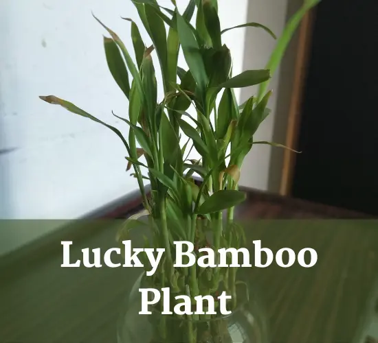 Unveiling the Mystery: Why Are My Lucky Bamboo Leaves Drooping ...