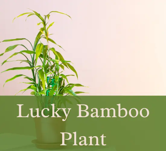 Lucky bamboo plant, yellow leaves on lucky bamboo plant in pot