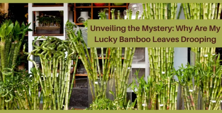 lucky bamboo leaves drooping trees