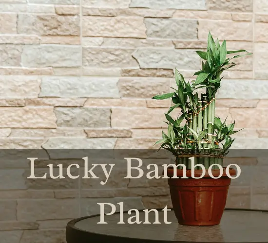 Lucky bamboo plant in pot, yellow leaves on lucky bamboo plant in pot