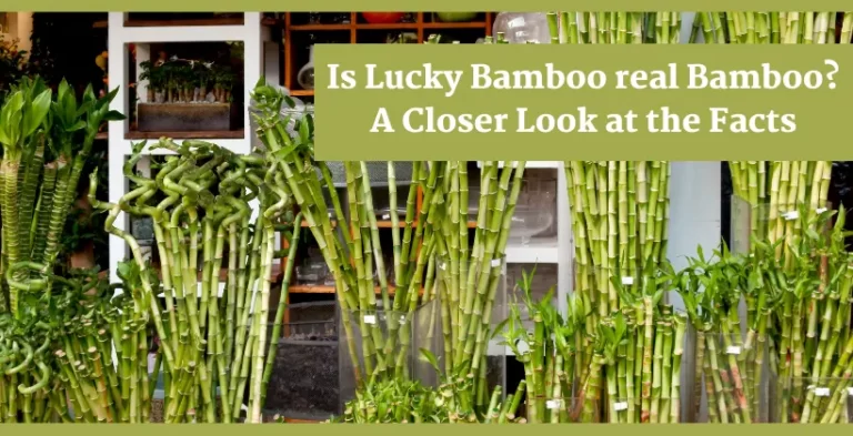 lucky bamboo plant-is lucky bamboo real bamboo