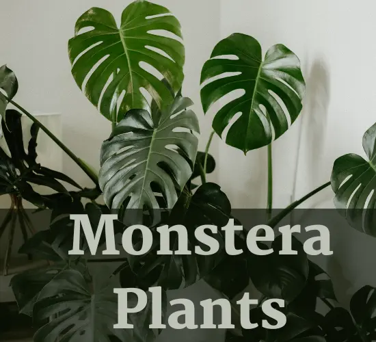 Monstera  Plant, Why my Monstera leaves turn yellow