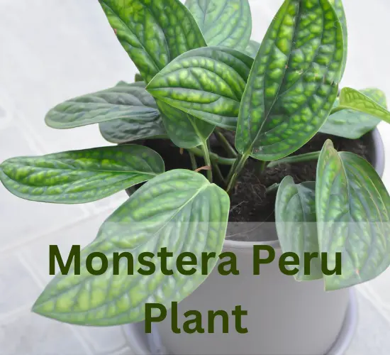Monstera Peru plant, Monstera Peru curling leaves plant
