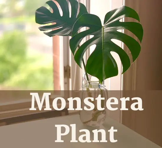 Monstera Plant in pot,  why my Monstera leaves turn yellow