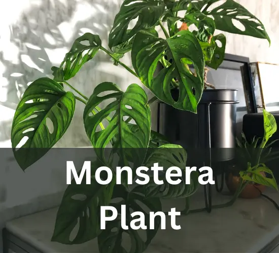 Monstera Plant, why is my Monstera leaning