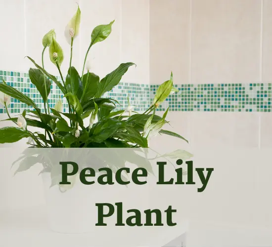 Peace Lily Plant, wilting lily