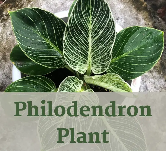 Philodendron Birkin plant, Philodendron leaves curling