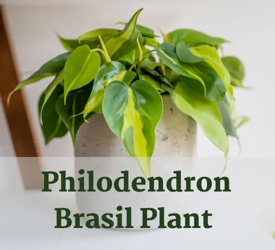 Philodendron Brasil plant in white pot, Philodendron Brasil light requirements plant