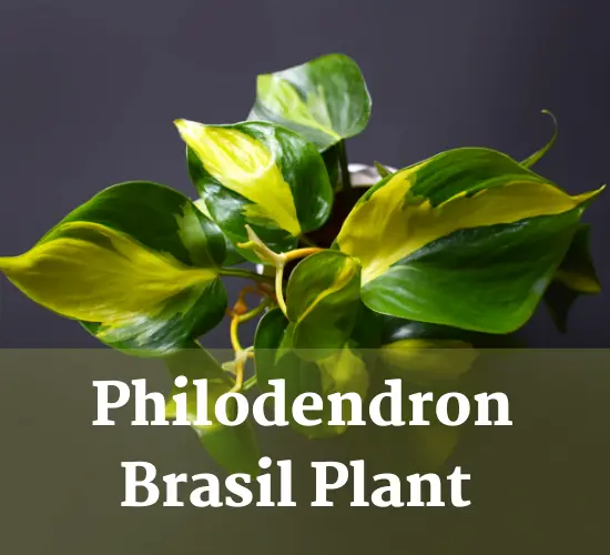 Philodendron Brasil plant, Philodendron Brasil light requirements plant